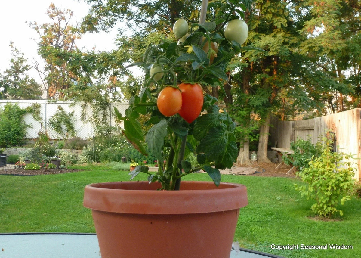 Roma Tomato Seeds - 20 Non-GMO Seeds for Canning & Salads - Solanum lycopersicum - Ideal for Window Boxes & Container Gardening