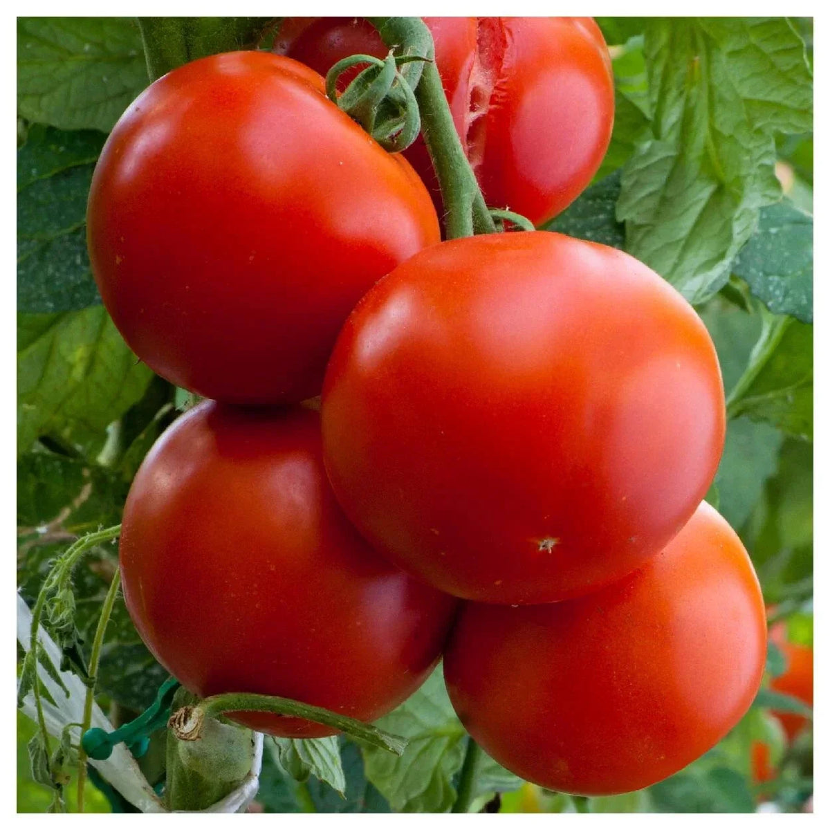Florida Tomato Seeds - Non-GMO Heirloom, Determinate Variety for Hot Humid Climates, Solanum lycopersicum