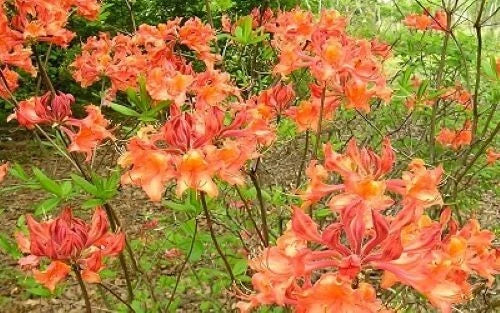 Aromi Azalea Starter Plant - Small Mauvila Gold - Rhododendron Deciduous - Gold and Orange Blooms - Low Maintenance