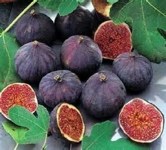 Live Well Rooted Olympian Fig Starter Plant - Ficus carica - Edible Fig Tree for Garden or Indoor Use - 4 Inch Pot