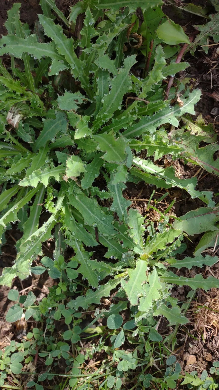 Wild Lettuce Live Plant 5-Pack, Organic Lactuca Virosa, USA Grown, Pain Relief Herb, Green Foliage, Yellow Flowers