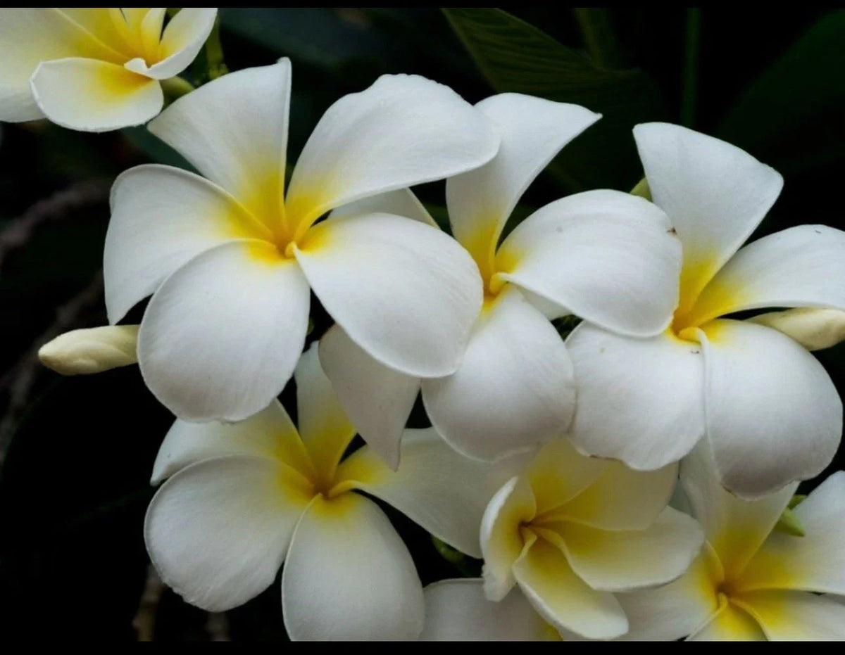 Plumeria Cutting - Live Triple Branched - Yellow Variety - Plumeria spp. - Ideal for Gardens and Landscaping