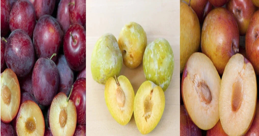 Emerald Grenade Sweet Pluot Scions - 15 Grafted Fruit Tree Scions for Grafting - Prunus domestica x Prunus salicina