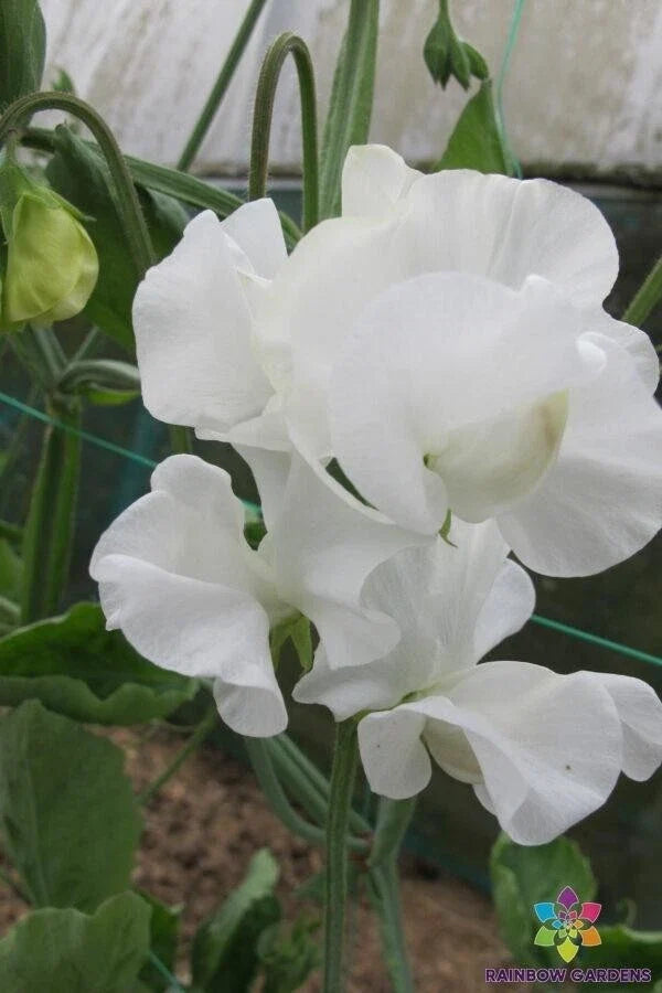 Mary Priestley Sweet Pea Seeds - 50+ Heirloom Seeds - Lathyrus odoratus - Fragrant Annual Flower for Garden Planting