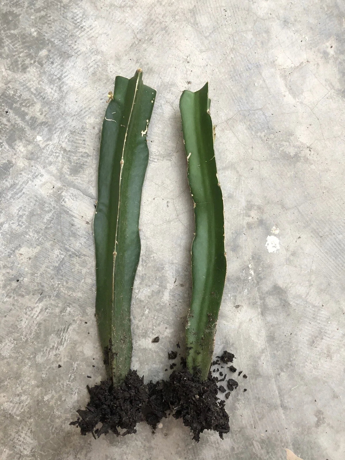 Rooted Red Dragon Fruit Cuttings - 2pcs Sweet Dark Pink Skin Red Flesh - Hylocereus undatus for Home Gardens & Container Planting