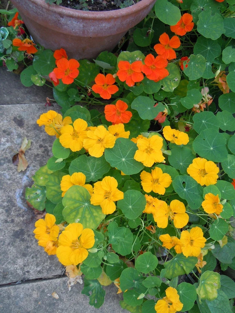 Nasturtium Seeds - 30 Seeds - Jewel Mix Edible Flower - Tropaeolum majus - Vibrant Color for Salads & Pollinators