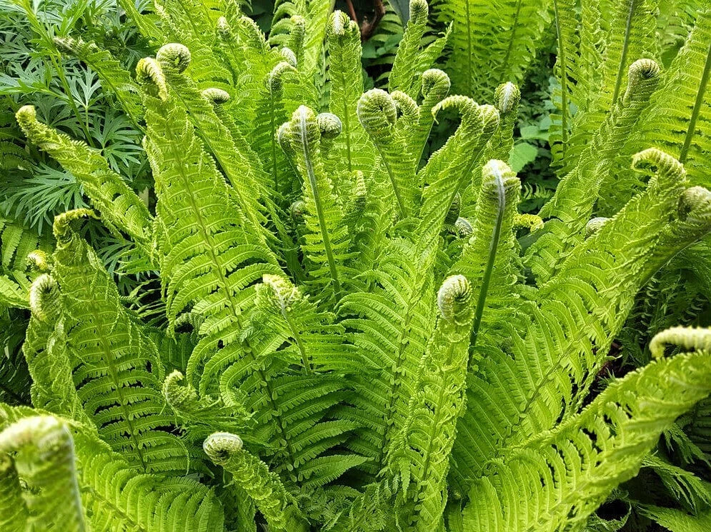 Fiddlehead Fern Bare Root Live Plant - Matteuccia struthiopteris - Ideal for Shaded Gardens and Landscaping