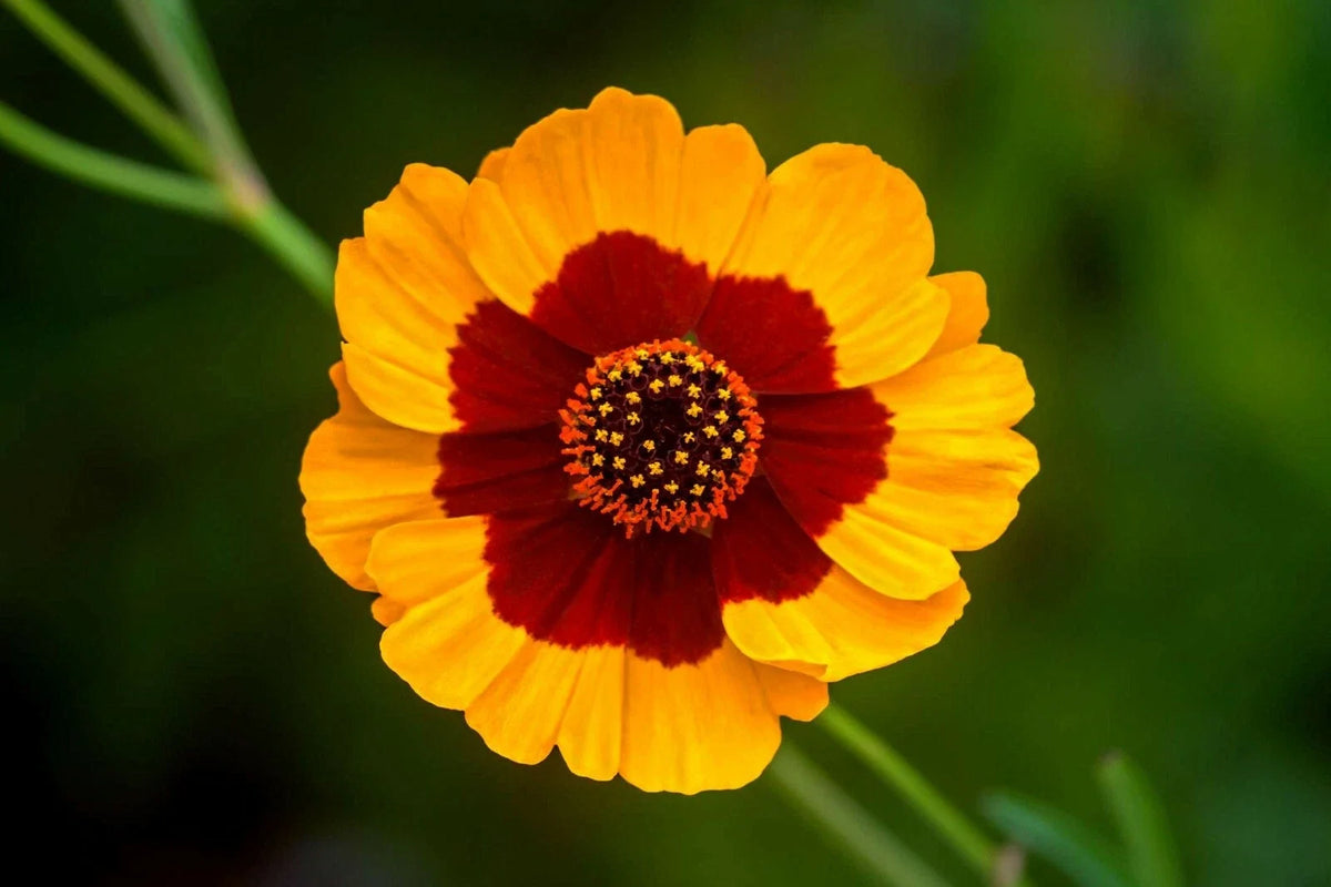 Plains Coreopsis Seeds - 2000+ Native Wildflower for Pollinators - Coreopsis tinctoria - Drought Resistant Wildflower Seeds