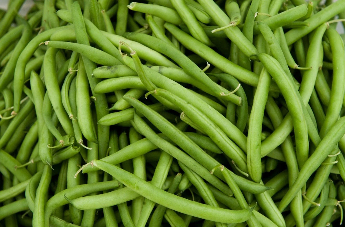 Contender Green Bean Seeds - 50 Count - Phaseolus vulgaris - Non-GMO, Fast-Maturing, Pest Resistant