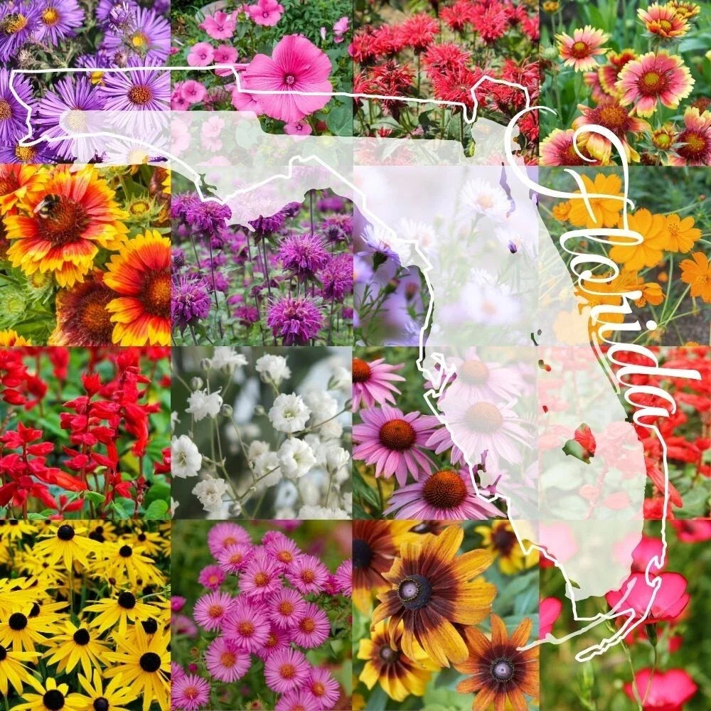 Wildflower Seed Mix 1 Pound Bulk, Northern Florida Native Flowers, Eco-Friendly Blend for Gardens, Various Species