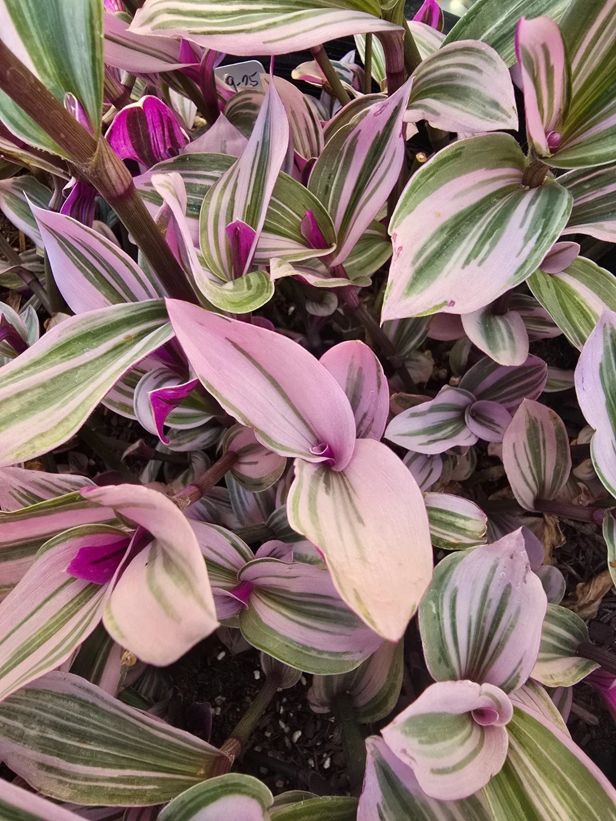 Wandering Jew Plant Cuttings - 5 Premium Tradescantia Nanouk - Vibrant Green & Pink Variegated Leaves - Ready for Planting