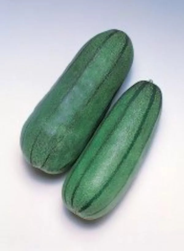 40 Pickling Melon Seeds - Green Striped Cucumis melo var. conomon - Non-GMO Heirloom for Home Gardeners - Free Shipping USA