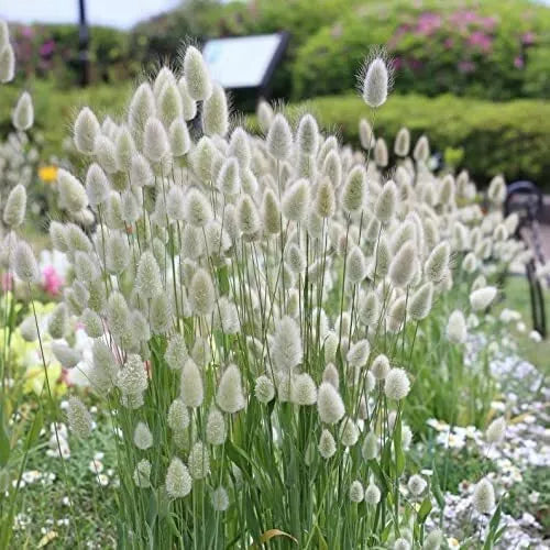 Bunny Tails Grass Seeds - 30 Pack - Lagurus Ovatus - Drought-Tolerant Ornamental Grass for Easy Growing Gardens