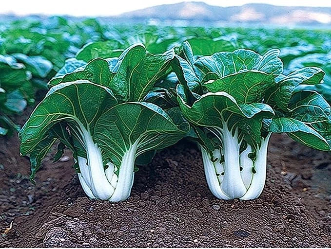 Joi Choi F1 Hybrid Pak Choi Seeds - 100 Seeds - Brassica rapa subsp. chinensis - Fast-Growing Chinese Cabbage for Home Garden