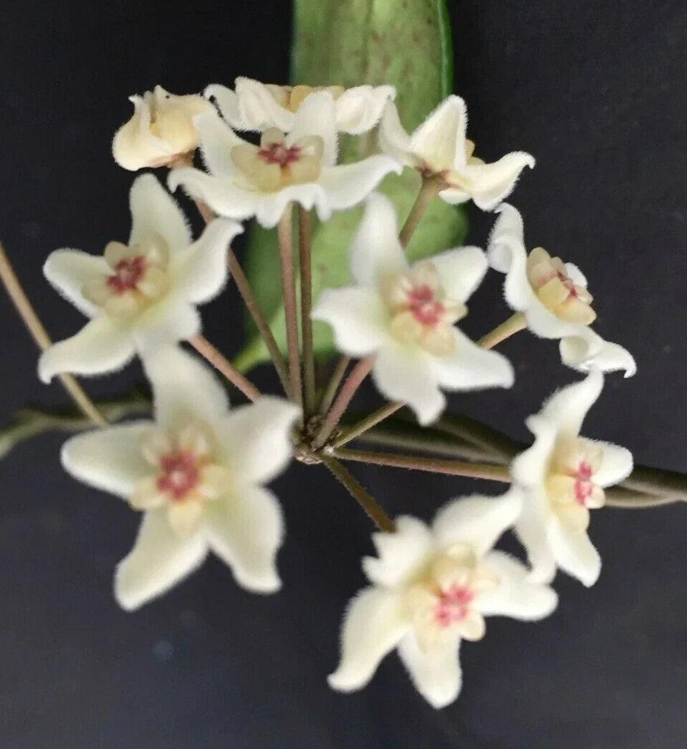 Hoya Plant 2.5" Pot Hoya Oblongacutifolia Easy Care Indoor Tropical Houseplant