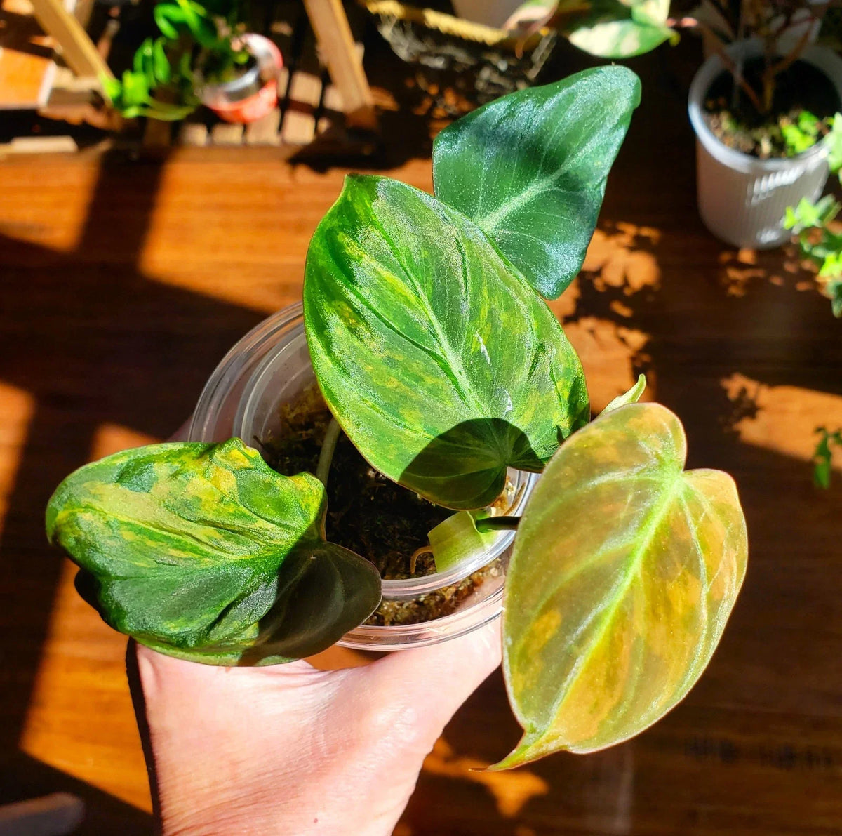 Rooted Philodendron Cutting - Variegated Micans Pink Aurea - Philodendron hederaceum var. micans - Indoor Plant