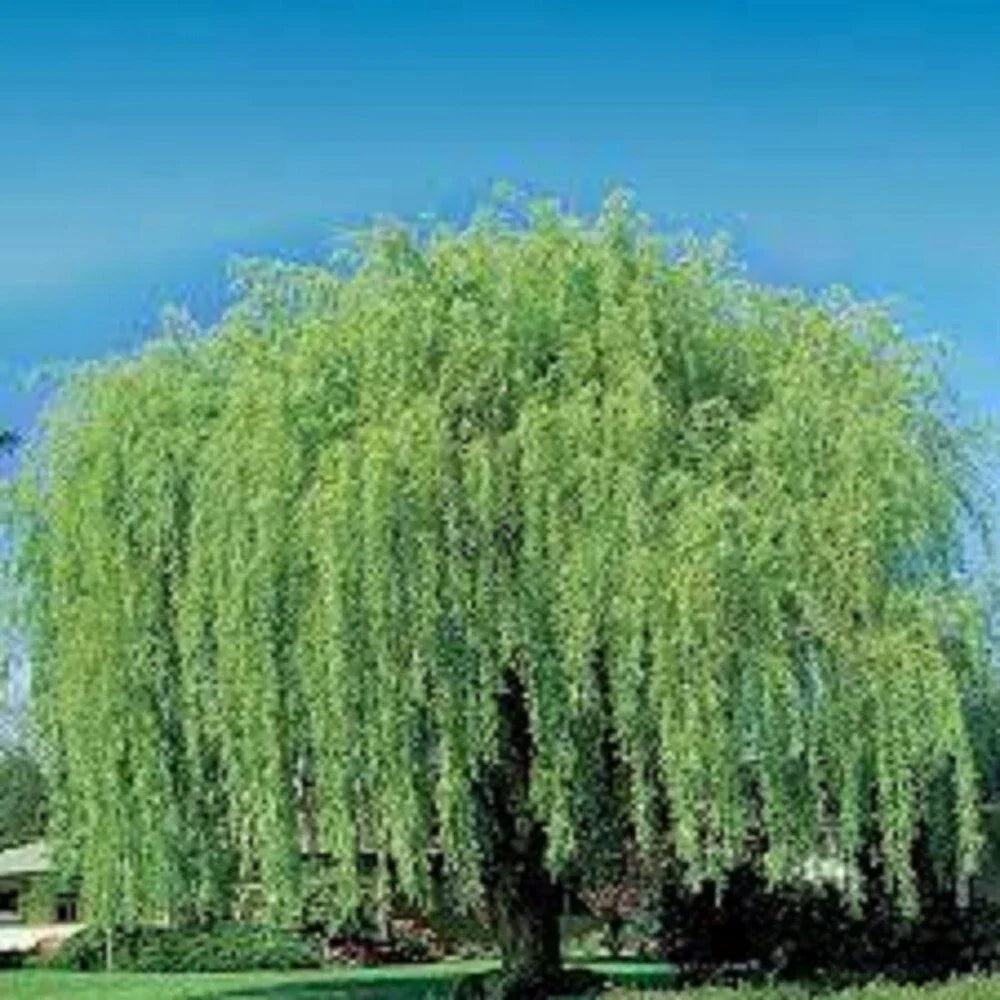 Weeping Willow Cuttings - 10 Unrooted Cuttings - Salix babylonica - Ideal for Water Gardens and Fast-Growing Greenery
