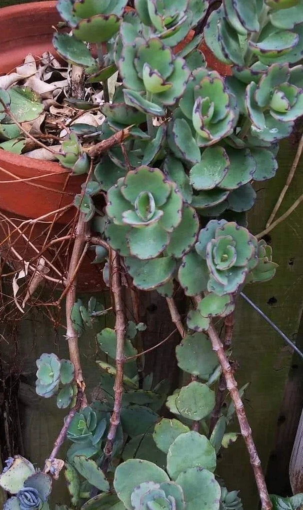 Kalanchoe Milky Widows Thrill Succulent Plant - Jade Point Blue Tip - Laxiflora - Easy Care Indoor/Outdoor Plant