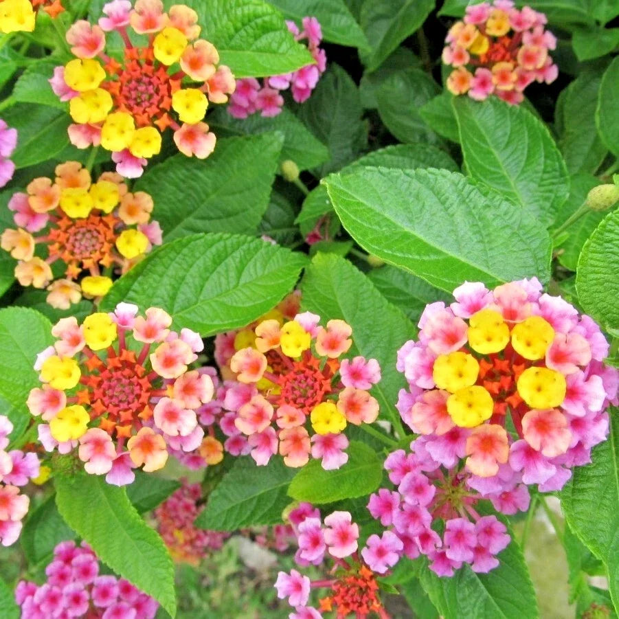 Lantana Plug 3-5" Cold-Hardy Pink Groundcover Flowers Lantana camara 'Chapel Hill Pink Huff' for Low-Maintenance Landscapes