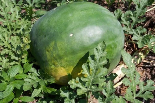 Florida Giant Watermelon Seeds - Packet - Citrullus lanatus - Non-GMO, High Germination for Home Gardens and Warm Climates