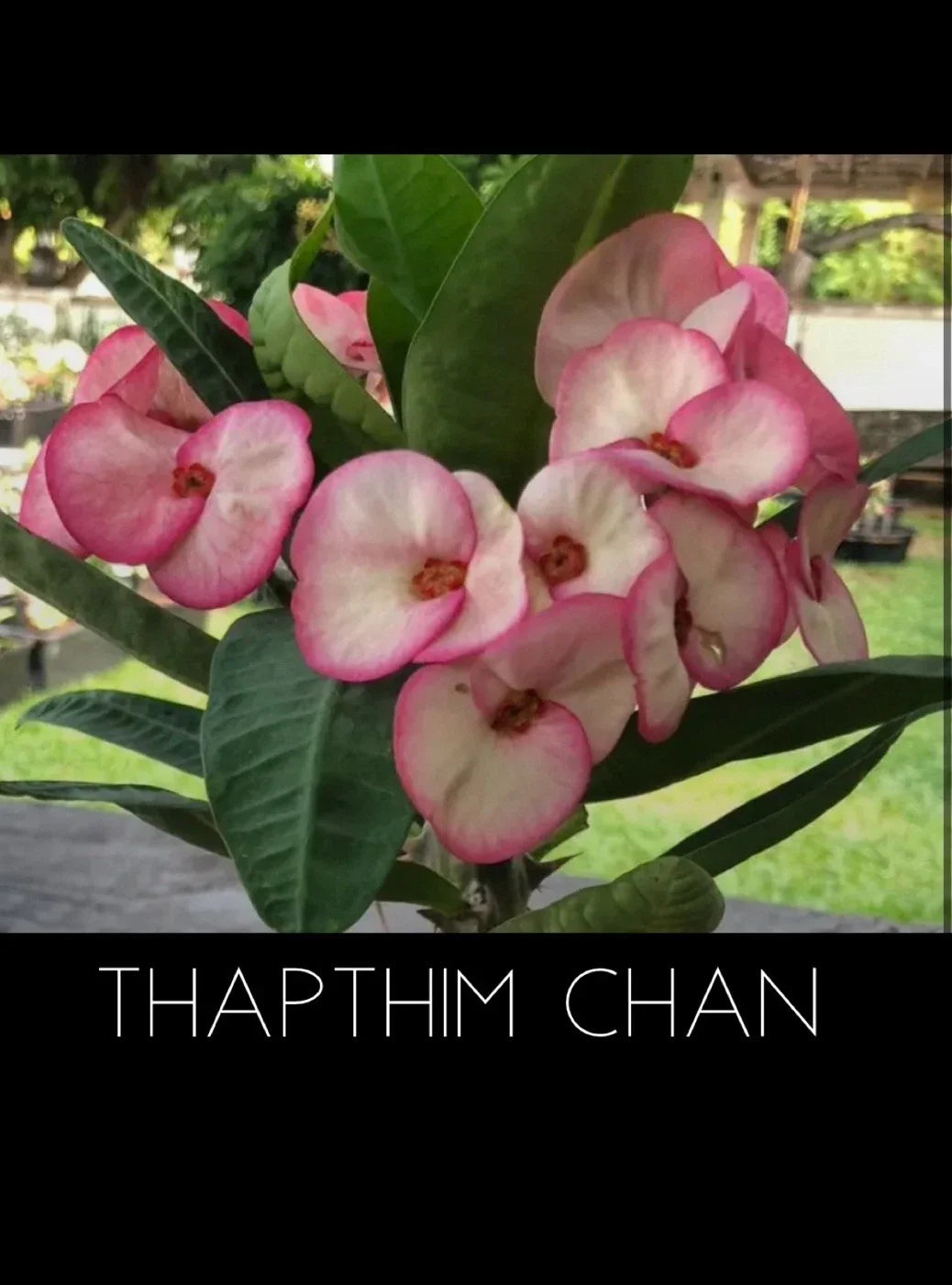 Crown of Thorns Plant - 4-Inch Rooted Succulent - Thapthim Chan Variety - Euphorbia Milii for Home and Garden Decor