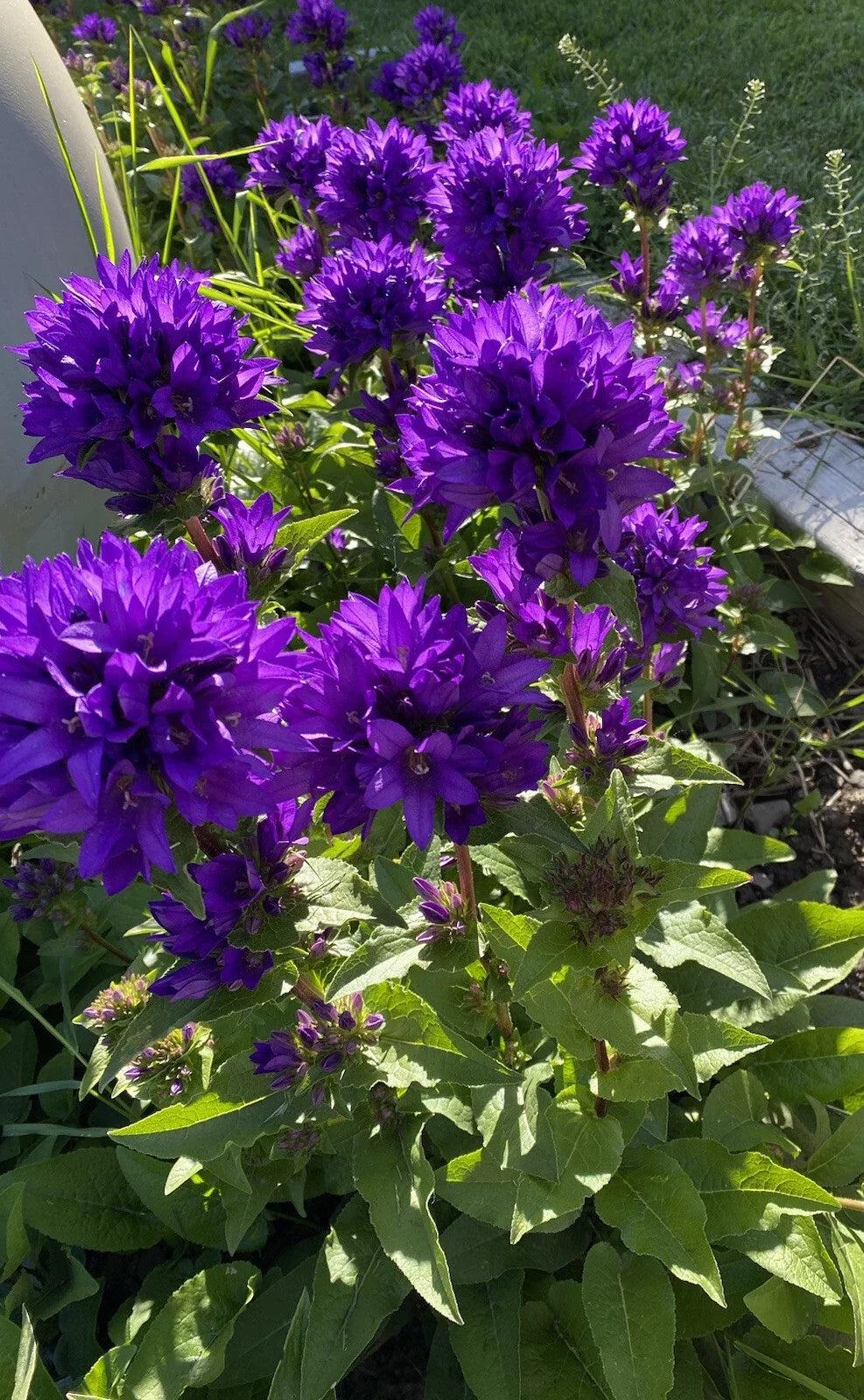 Bare Root Purple Bellflower Plants - 5 Pack - Campanula Superba Glomerata - Perennial Flowering Garden Plants