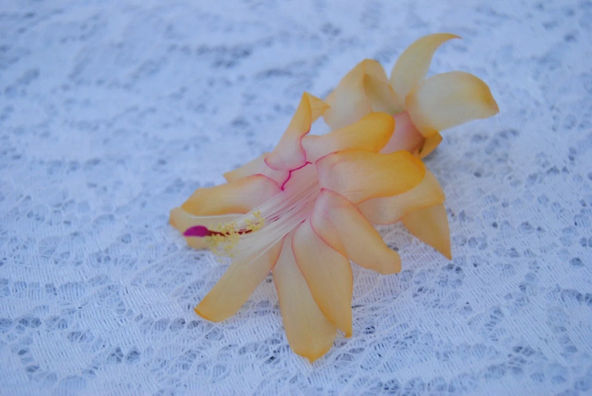 Christmas Cactus Starter Plant - Small Lemon Drop - Schlumbergera Truncata - Healthy Well-Rooted Indoor Plant for Home Decor