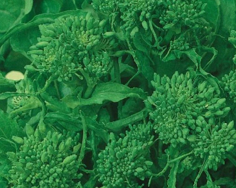 Rapini Broccoli Seeds 500 Count - Italian Greens, Non-GMO, Brassica rapa - Early Fall Planting for Healthy Home Gardens