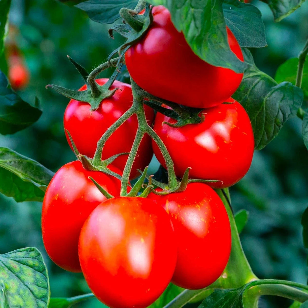 Organic Heirloom Tomato Seeds - 240+ Rio Grande - Non-GMO - Solanum lycopersicum - Perfect for Home Gardening