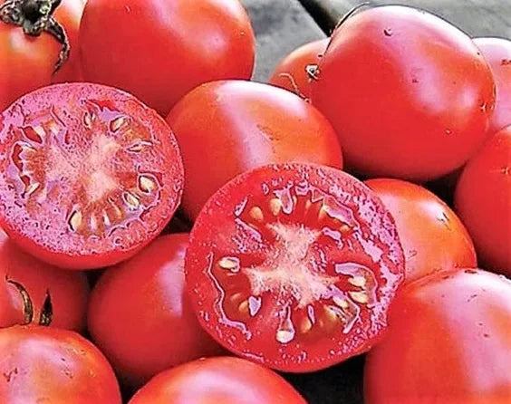 Siberian Tomato Seeds - 30+ Organic Heirloom Non-GMO - Solanum lycopersicum - Fast-Maturing for Home Gardening
