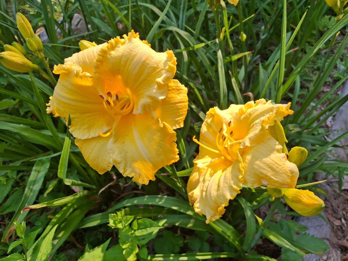 Daylily Bareroot - One Mature Eye - Hemerocallis 'Fergengi Gold' - Golden Yellow Perennial Flowering Plant