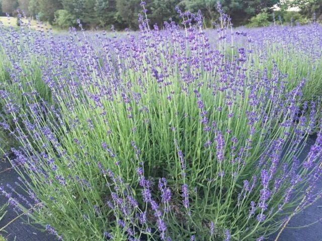 Munstead English Lavender Live Plant - 4-Inch Pot - Lavandula angustifolia 'Munstead' - Aromatic Perennial Herb for Garden & Culinary