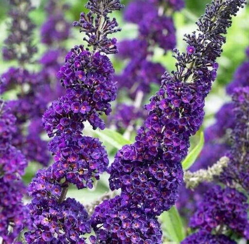 Buddleja Davidii Purple Butterfly Bush Cuttings 6” Live Plant - Attracts Butterflies, Easy to Grow Garden Plant