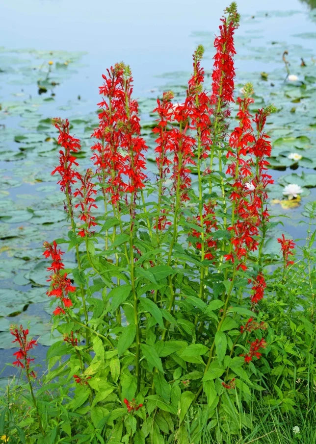Red Cardinal Flower Roots - 5 Fresh Plants - Lobelia cardinalis - Attracts Hummingbirds - Perennial Garden Addition