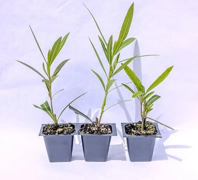 Oleander Live Plants - 2.5" Nursery Cubes - Red Variety - Nerium oleander - Jannoch Oleander - Low Maintenance Garden Flowers