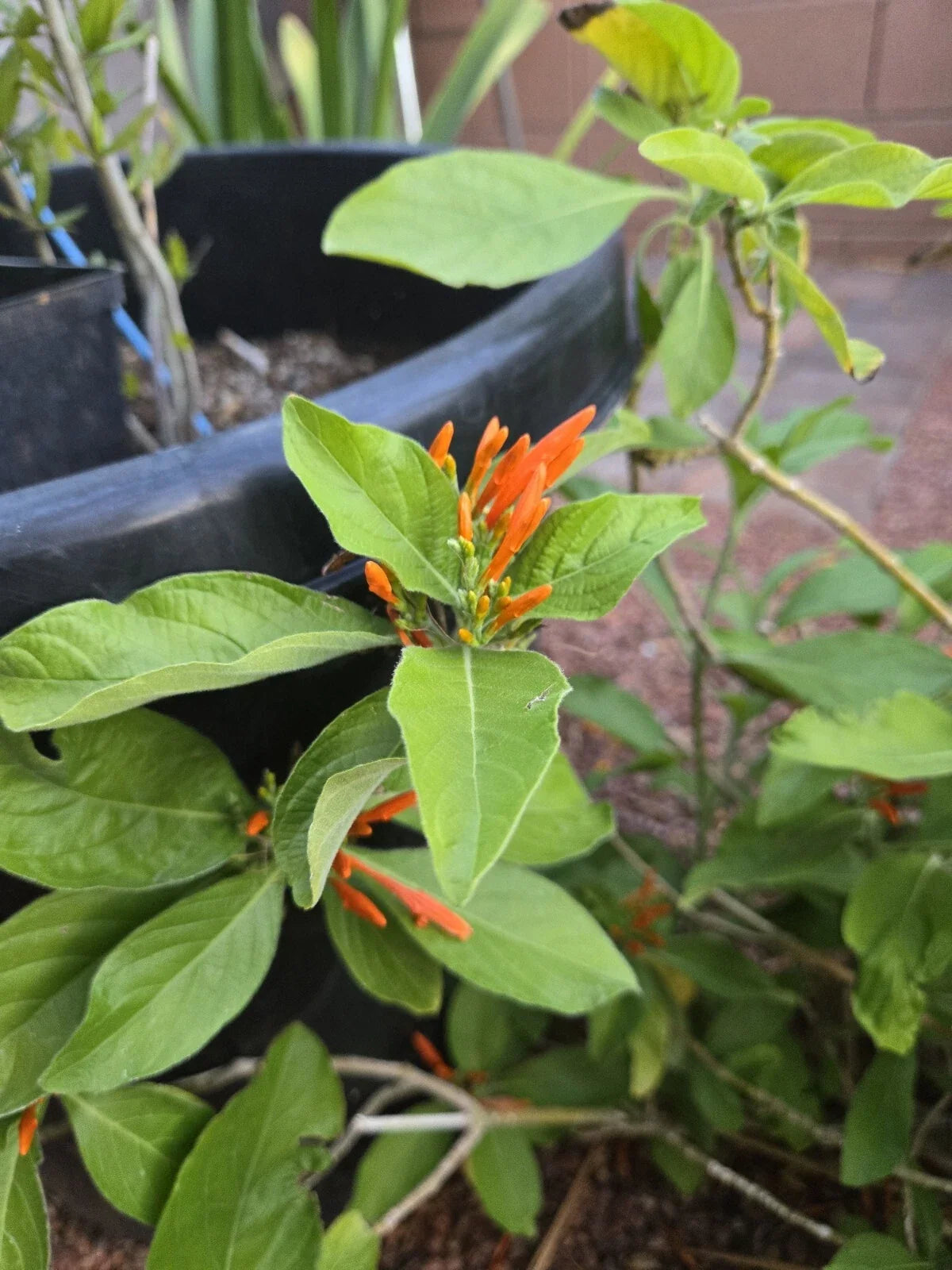 Orange Justicia Cuttings, 3 Pieces, 4" Each, Justicia spicigera, Vibrant Mexican Honeysuckle for Garden & Pollinators