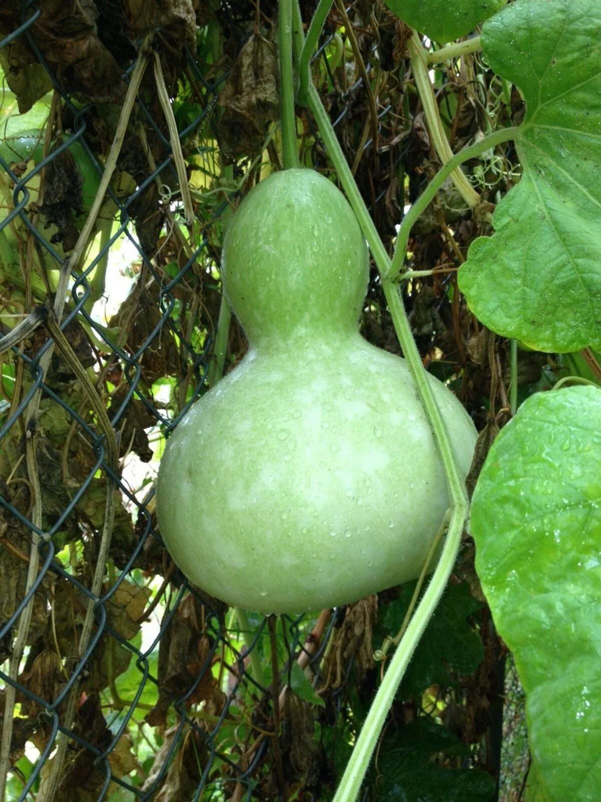 Birdhouse Gourd Seeds 10 Ct Heirloom Non-GMO Lagenaria siceraria - Decorative Garden Plants for Crafting Birdhouses
