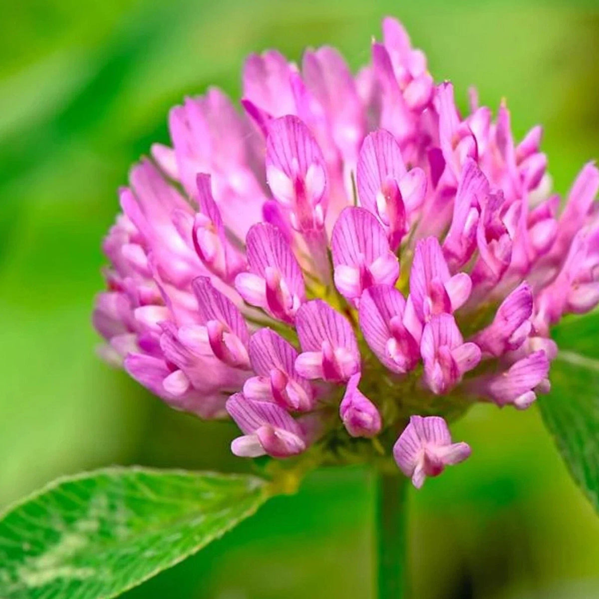 Medium Red Clover Seeds - Non-GMO Heirloom, Inoculated - Trifolium pratense - Cover Crop for Soil Health & Biodiversity