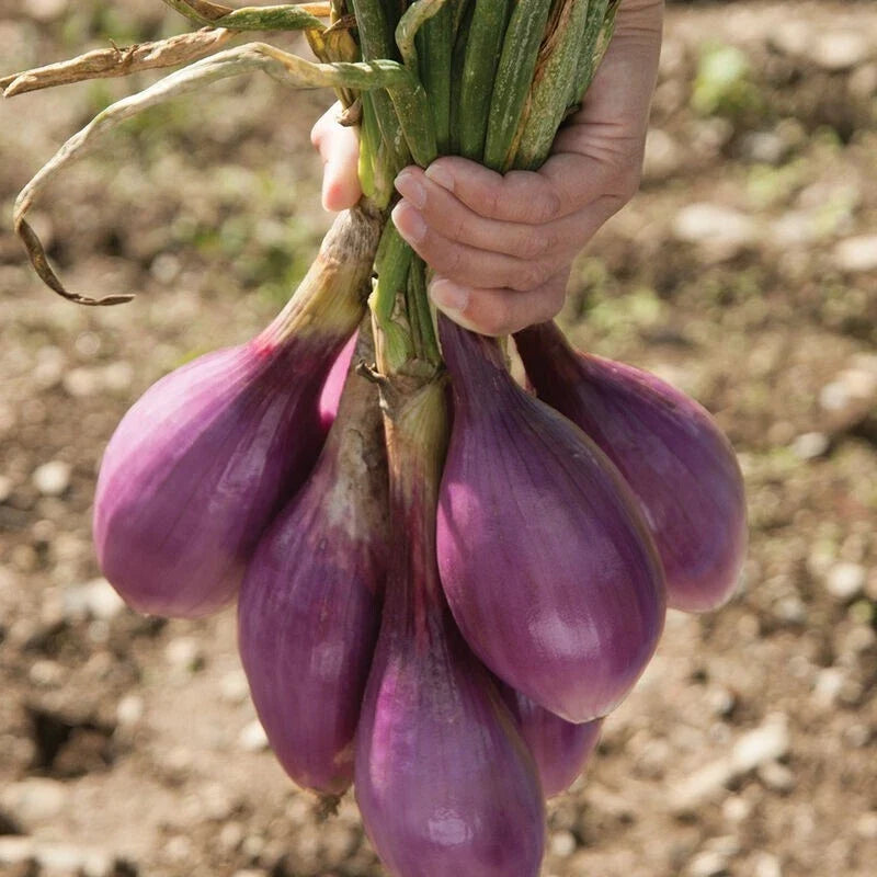 1000 Non-GMO Red Long of Tropea Onion Seeds - Heirloom Gourmet Variety - Allium cepa for Home Gardening
