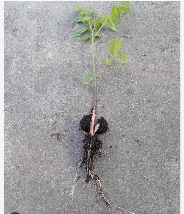 Natural Black Walnut Seedling Bare Root Juglans Nigra Rescue Under 10" Live Tree for Gardens and Landscaping