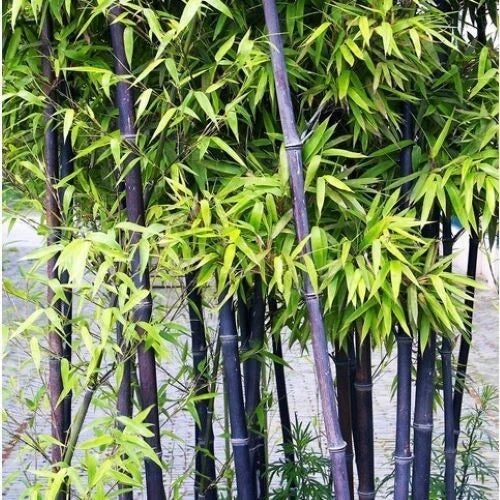 Black Bamboo Seeds - 50+ Pack - Cold Resistant - Phyllostachys nigra - Ideal for Bonsai & Garden Decoration