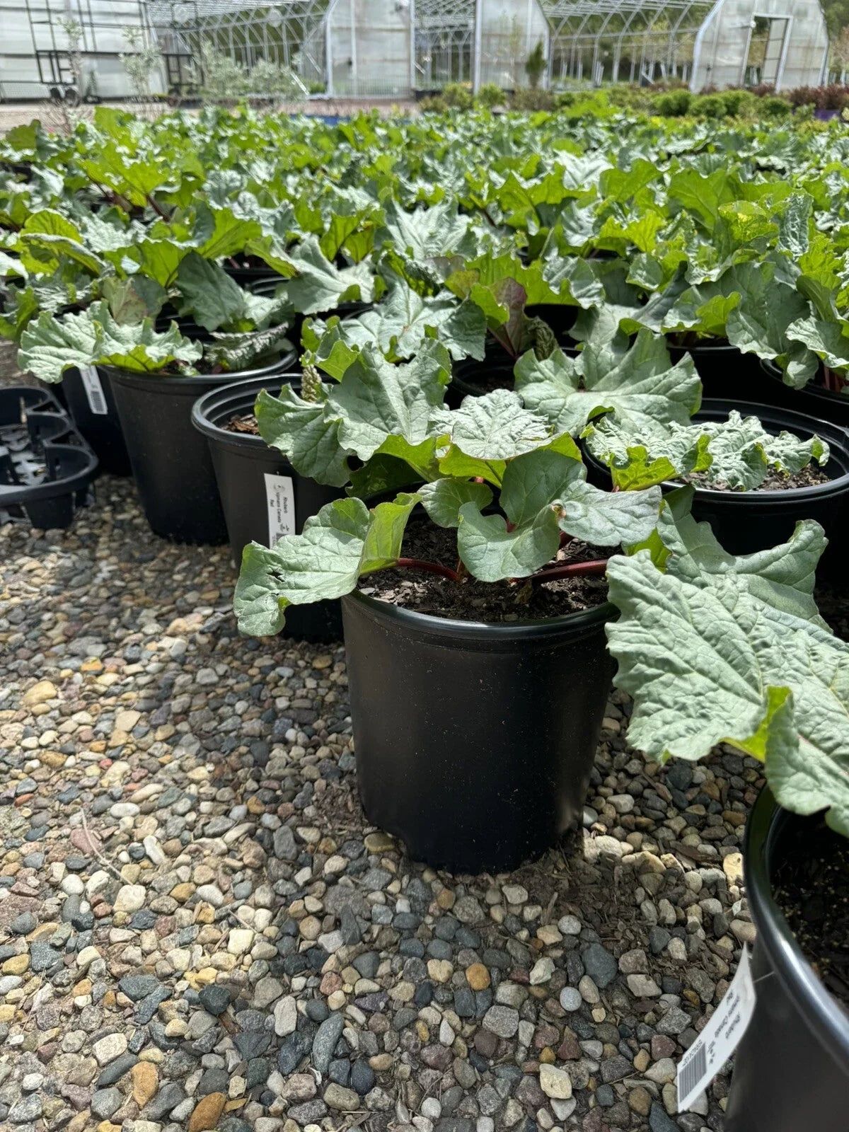 Potted Rhubarb Plant 2 Gal “Chipman’s Red” Established Roots Rheum rhabarbarum for Garden or Container