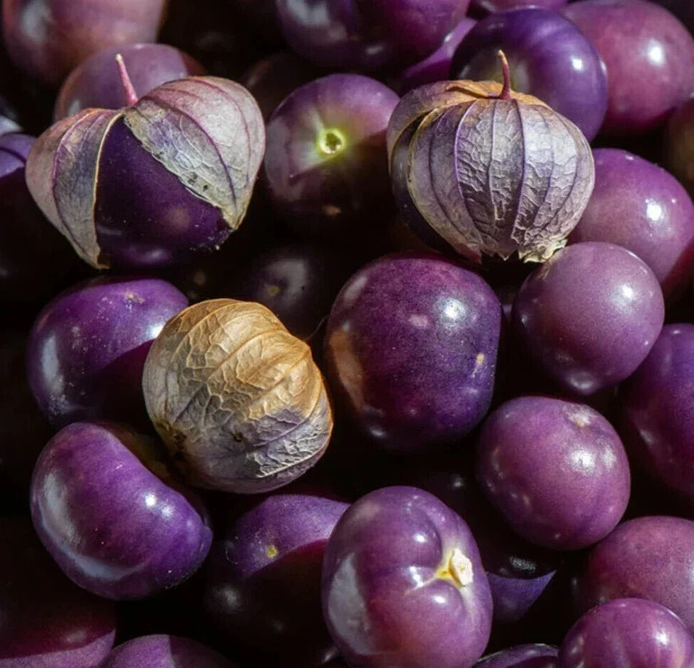 Purple Tomatillo Seeds - 100+ Count - Physalis Ixocarpa - Ideal for Vegetable Garden & Latin Cuisine