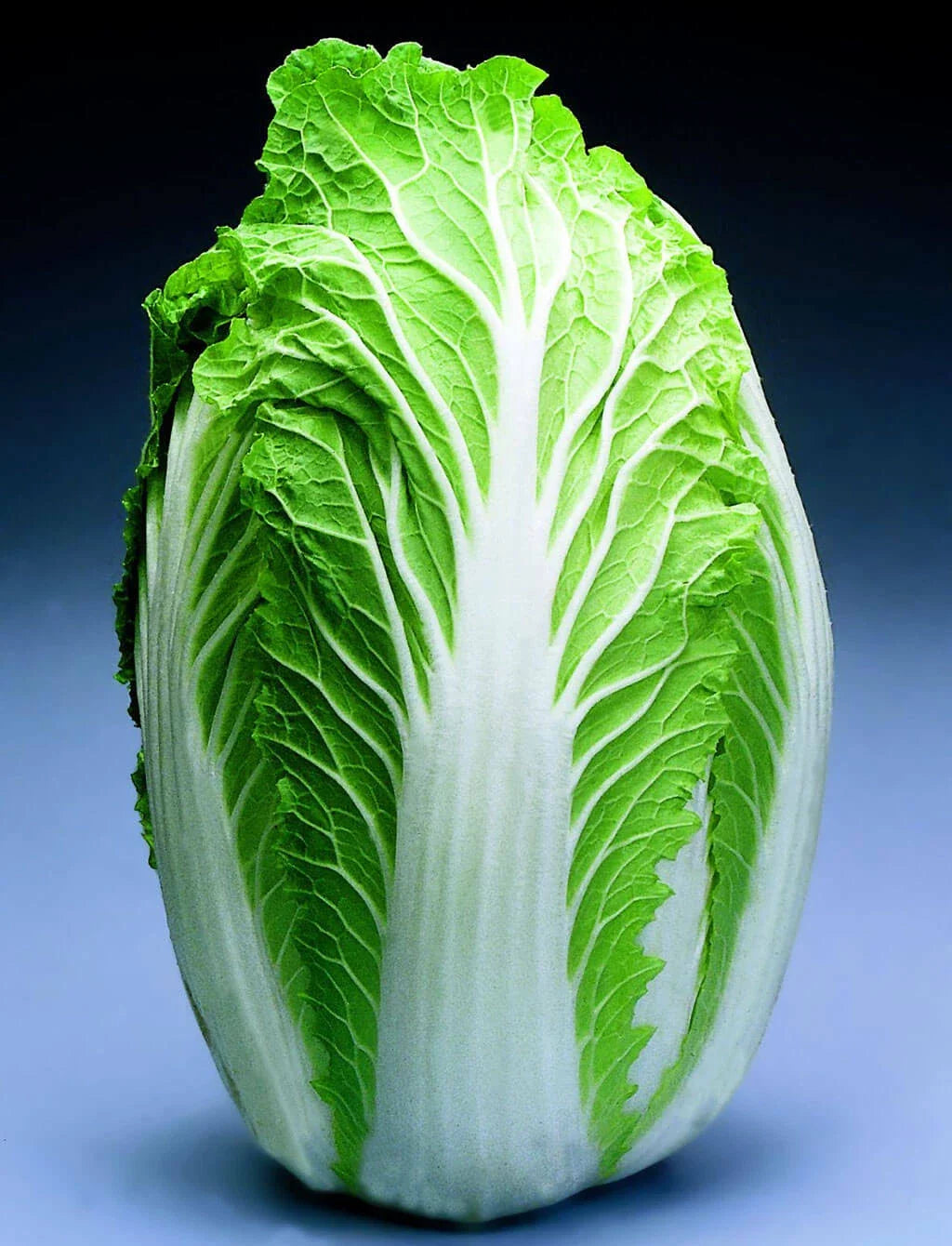 Chinese Cabbage Seeds Packet - China Express Variety - Brassica rapa subsp. pekinensis - Non-GMO, Fast-Growing, Crisp Leaves