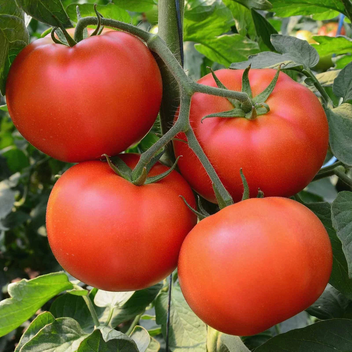 Big Beef Tomato Seeds | F1 Hybrid | Non-GMO | Solanum lycopersicum | 25 Seeds for Home Garden