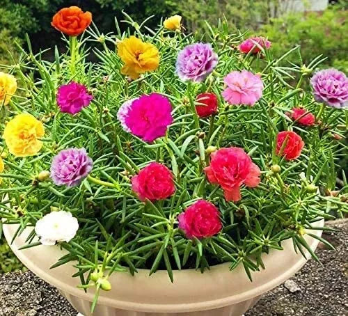 Moss Rose Seeds - Colorful Flower Variety for Bonsai Garden - Portulaca Grandiflora - Low Maintenance & Drought Resistant