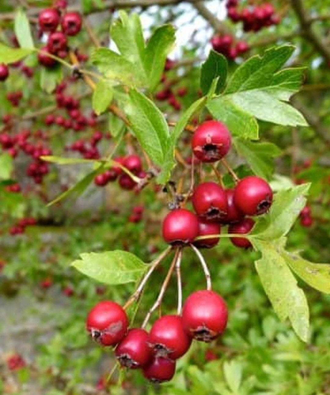 Organic Hawthorn Berry Seeds - 15+ Quickthorn, Thornapple, Mayflower - Crataegus spp. - Non-GMO Garden Plants