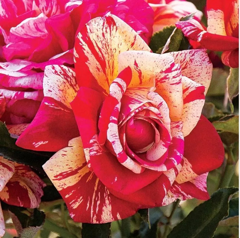 Daring Spirit Hybrid Tea Rose Cuttings 5-8" Unrooted Stems Rosa 'Daring Spirit' - Fresh Gardening Supplies