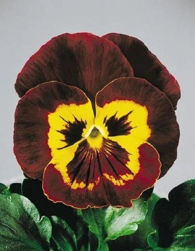 Pansy Seeds 50 Count Joker Mahogany Gold Viola x wittrockiana - Vibrant Multi-Colored Blooms for Cool-Season Gardens