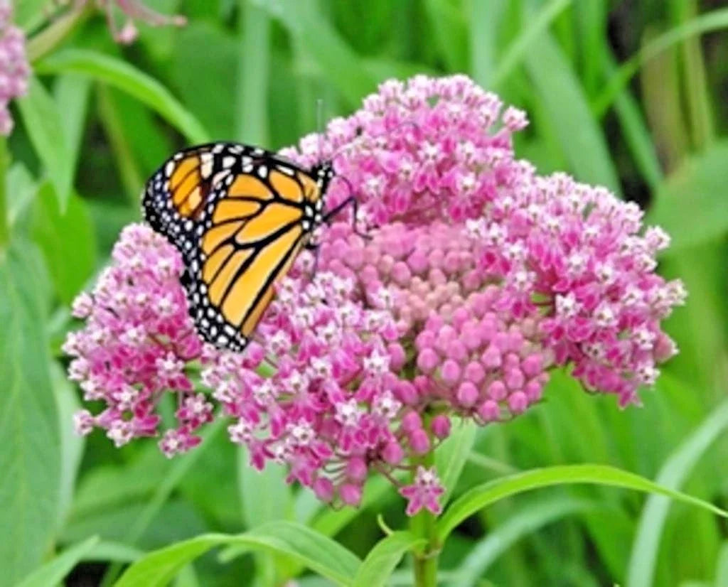 Swamp Rose Milkweed Seeds - 50+ Premium Wildflower Seeds for Garden & Patio - Asclepias incarnata - Attract Butterflies